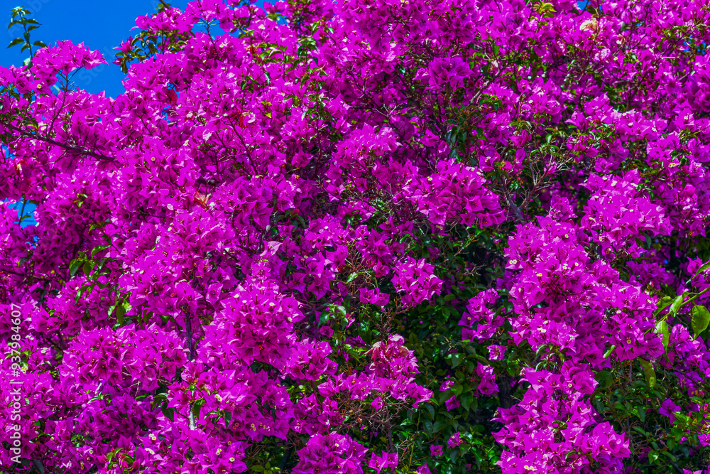 Obraz premium Bougainvillea Strauch 