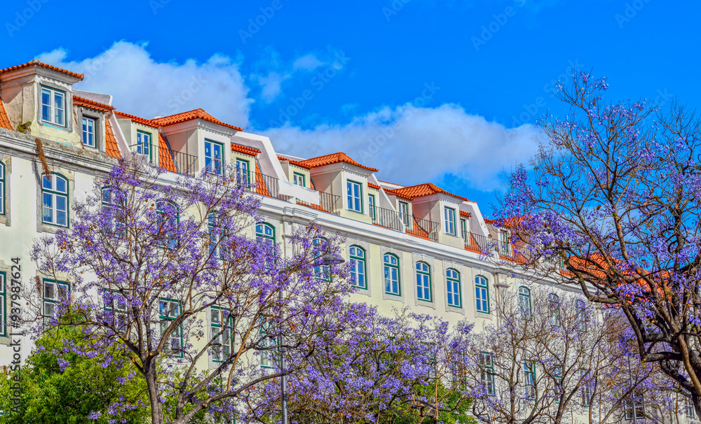 Obraz premium Palisanderholzbaum (Jacaranda mimosifolia) in Lissabon (Portugal)