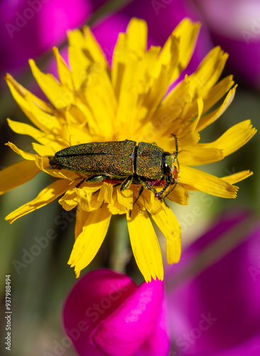 Macrophotographie d'un insecte - Anthaxie hongroise - Anthaxia hungarica photo