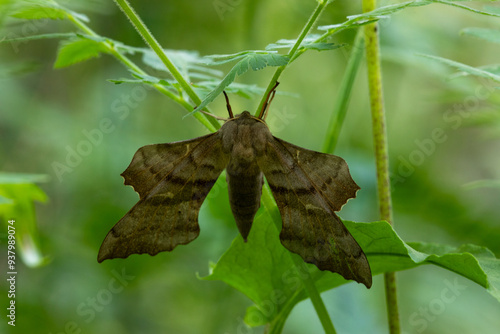 Macrophotographie d'un insecte - Sphinx du peuplier - Laothoe populi photo