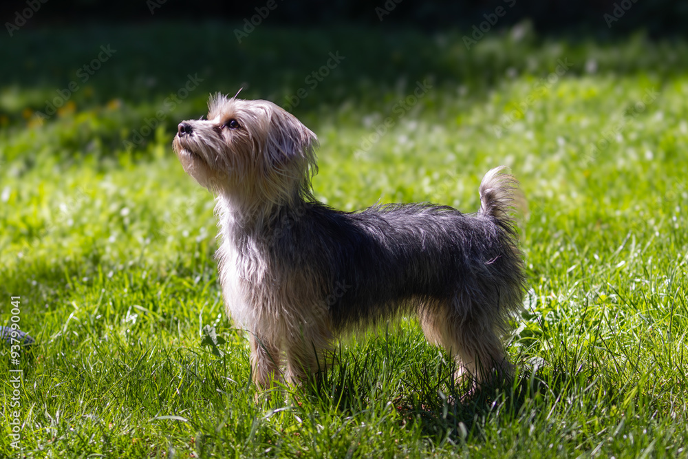 Yorkshire terrier standing in tall grass Yorkshire terrier standing in tall grass