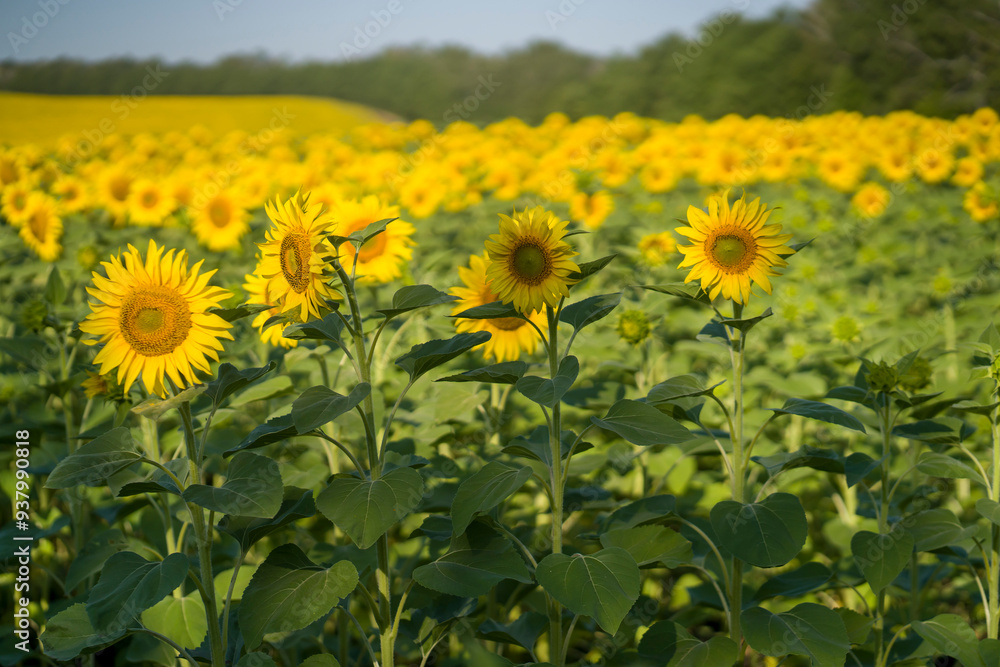 Fototapeta premium Yellow sunflowers are growing on the field.