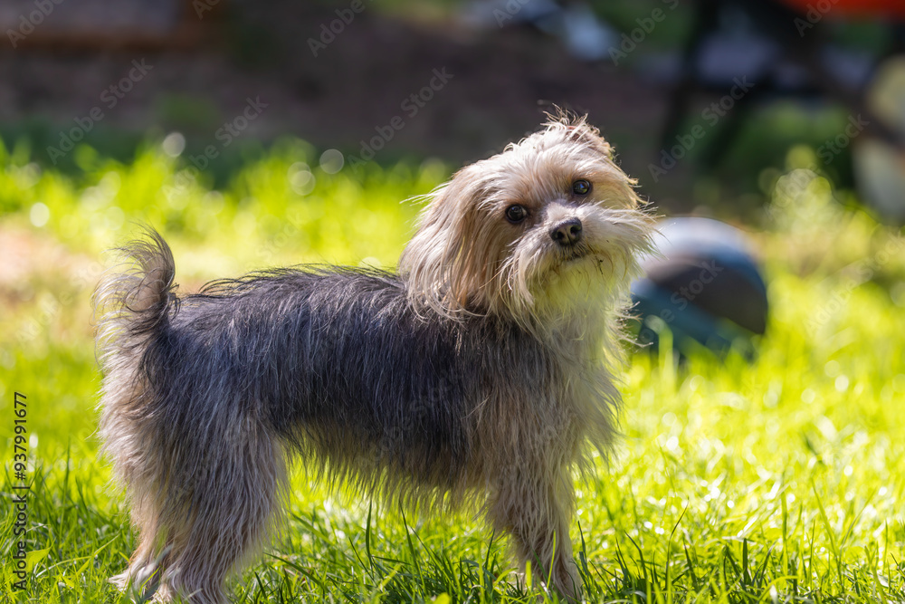 Fluffy Yorkshire terrier standing on lawn in sun Fluffy Yorkshire terrier standing on lawn in sun