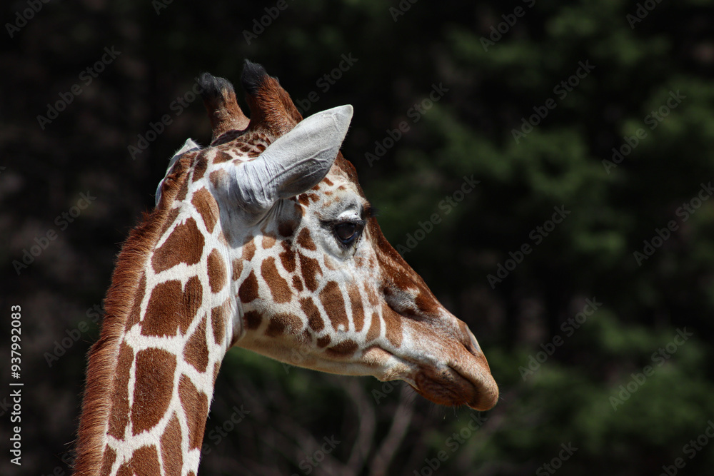 This is a close-up of a Giraffe head and all of its beautiful detail. This is a close-up of a Giraffe head and all of its beautiful detail.