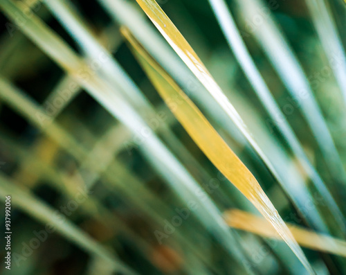 A tropical evergreen plant against the blurred background, palm leaves closeup.