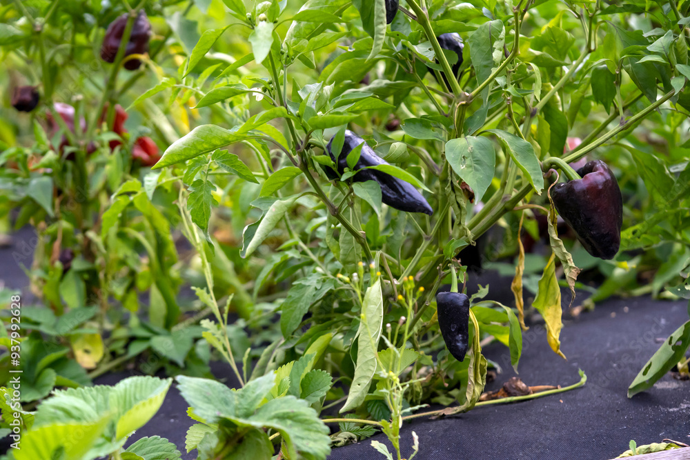 A vegetable garden with a growing black pepper closeup.