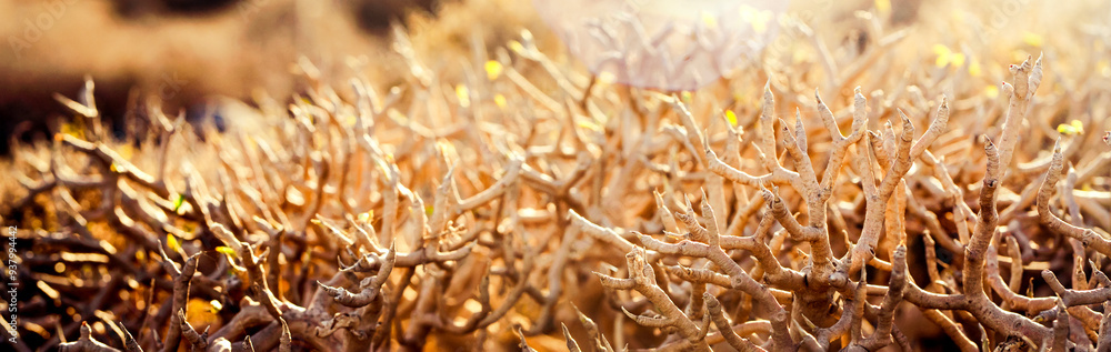 Desert dry plants, dracaena tree closeup in the rays of a sun. Desert dry plants, dracaena tree closeup in the rays of a sun.