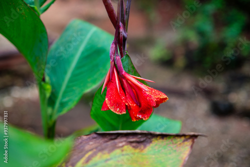 Fresh Canna iridiflora flowers with dew drops