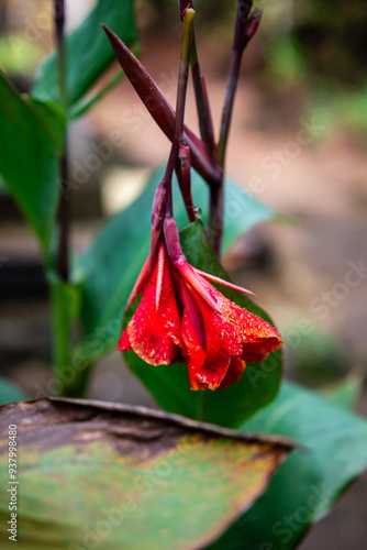 Fresh Canna iridiflora flowers with dew drops