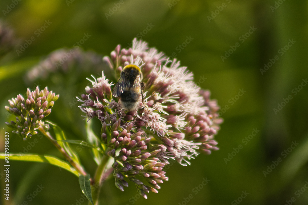 Close-up of a bee pollinating a flower. Bee on a white flower. Summer, season. Blooming plant, blurred background. Insect, summer, garden, meadow. Close-up of a bee pollinating a flower. Bee on a white flower. Summer, season. Blooming plant, blurred background. Insect, summer, garden, meadow.