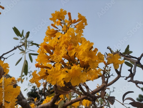 Handroanthus chrysotrichus flowers, or yellow Tabebuia chrysotricha flowers blooming in the city park photo