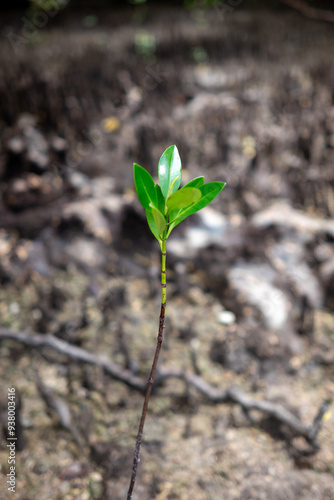 Saplings of the Sonneratia alba mangrove tree photo