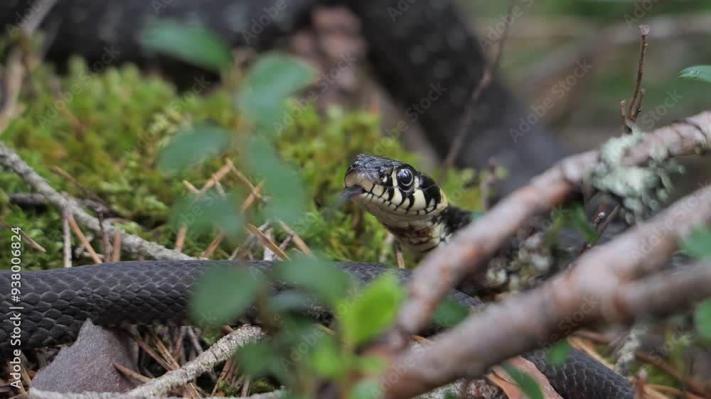 The grass snake The grass snake
