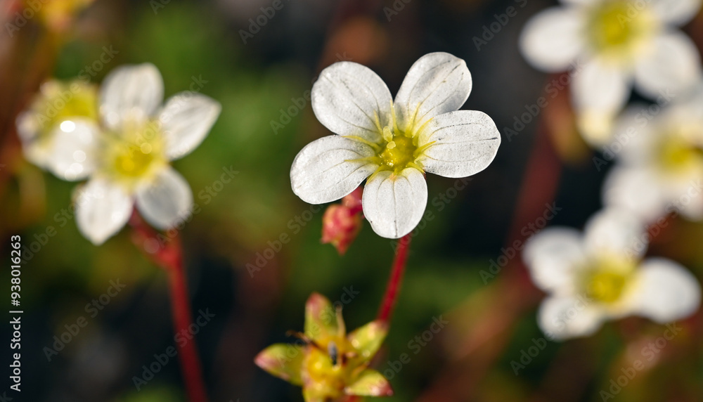 Beautiful close-up of saxifraga hypnoides Beautiful close-up of saxifraga hypnoides