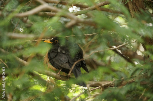 blackbird on tree branches. Blackbird in tree.