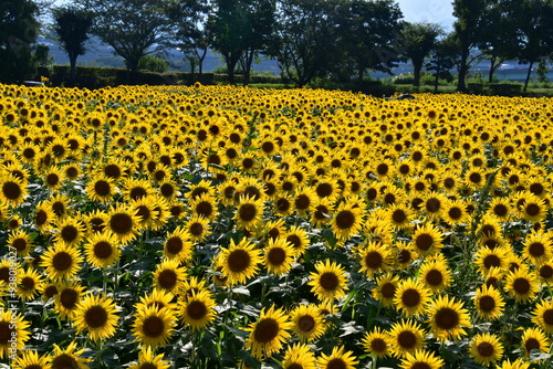 座間ひまわり畑 photo