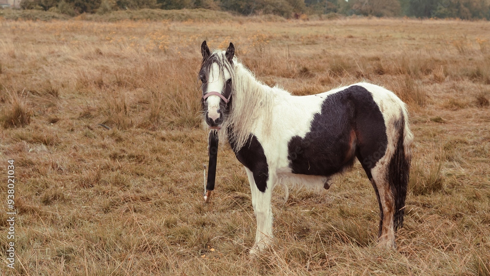 Solitary horse on a rainy farm, with brown tones, evoking a serene, quiet mood. Solitary horse on a rainy farm, with brown tones, evoking a serene, quiet mood.