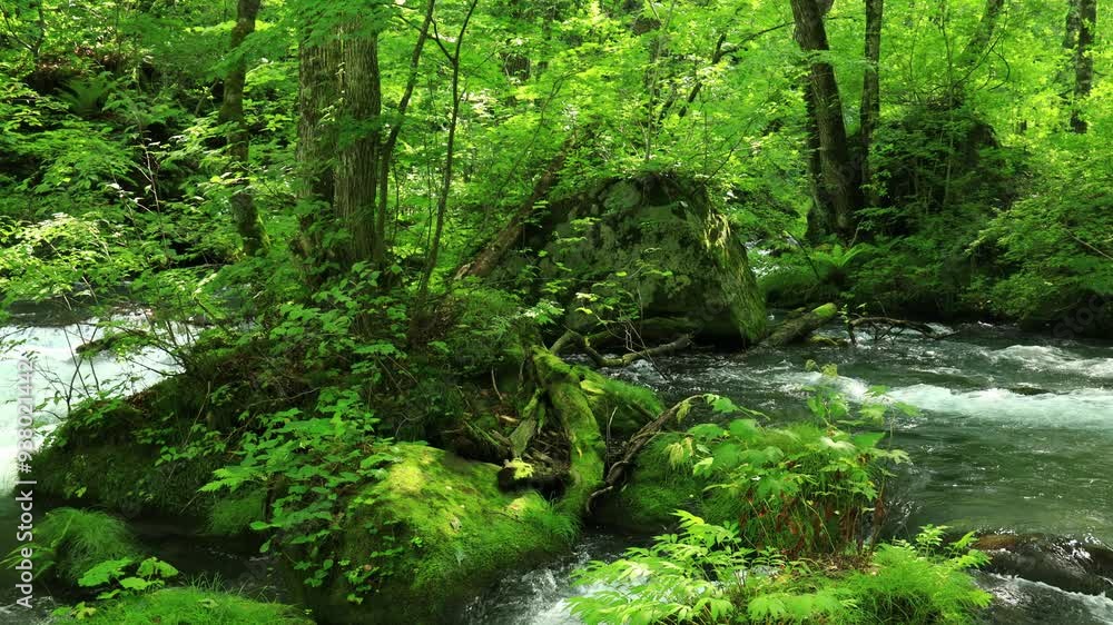青森県　奥入瀬渓流　8月