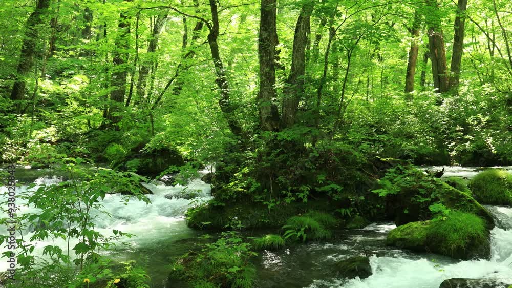 青森県　奥入瀬渓流　8月