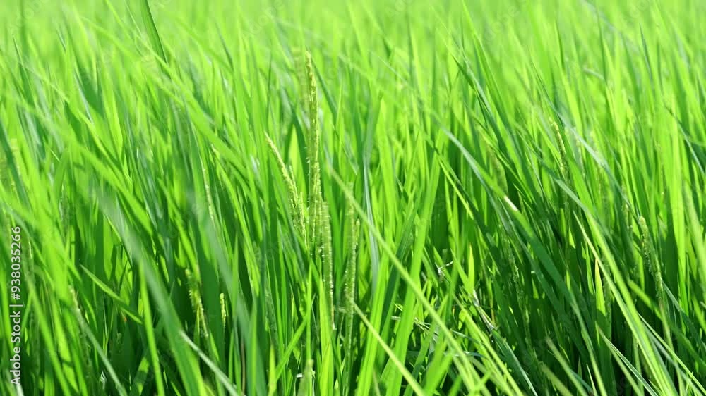 Green rice ear flowers swaying in the wind Green rice ear flowers swaying in the wind