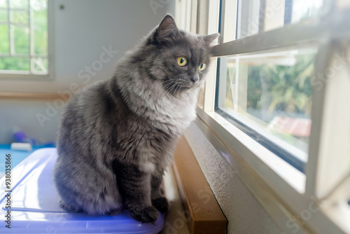 Tableau sur toile A black British Longhair Cat looking out a window hoping to catch unsuspecting b