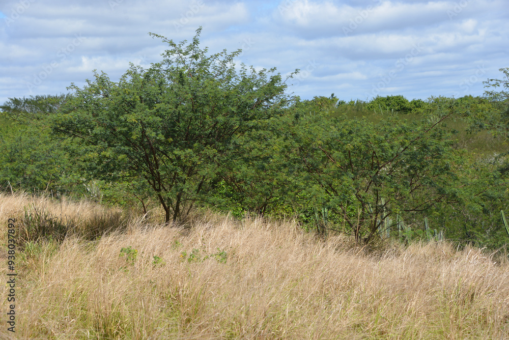 The jurema tree is typical of the northeast and the caatinga vegetation forest. The jurema tree is typical of the northeast and the caatinga vegetation forest.