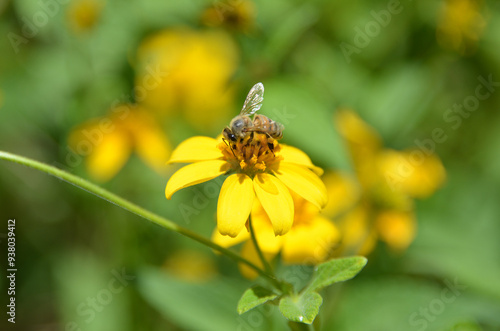 Bee and Mini Sunflower. Close-up of a large striped bee collecting pollen on a yellow flower on a sunny day on the farm.