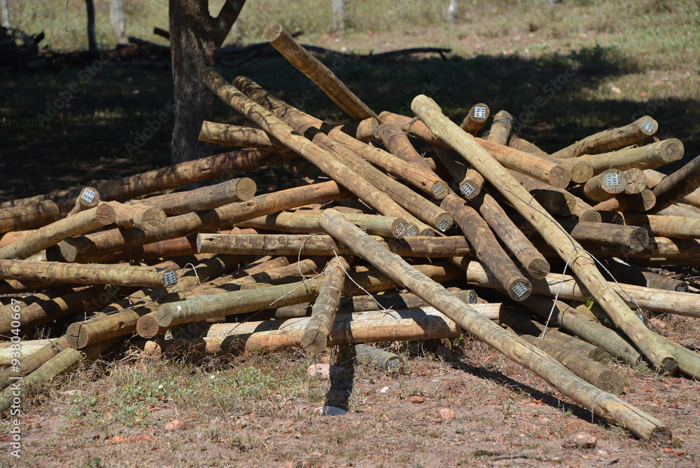 Eucalyptus timber are heavily treated to specifically be used for use garden edging, fence posts, retaining walls and easy to work with. Eucalyptus timber are heavily treated to specifically be used for use garden edging, fence posts, retaining walls and easy to work with.