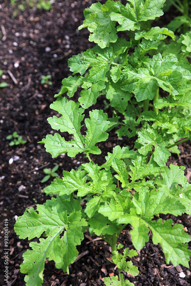 Closeup of White Mustard leaves, Derbyshire England
Closeup of White Mustard leaves, Derbyshire England