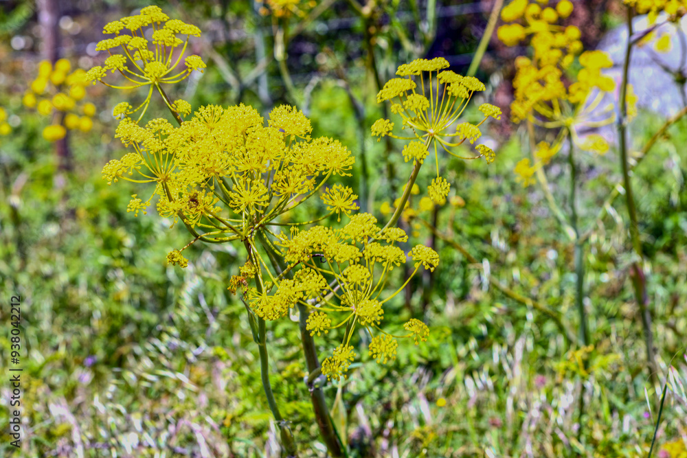 Fototapeta premium Wilder Fenchel (Foeniculum vulgare) in der Algarve (Portugal)