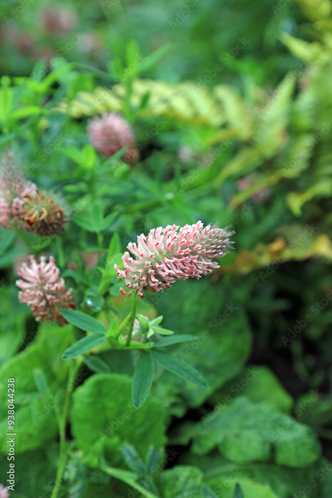 Macro image of a Red Feather Clover bloom, Derbyshire England
Macro image of a Red Feather Clover bloom, Derbyshire England