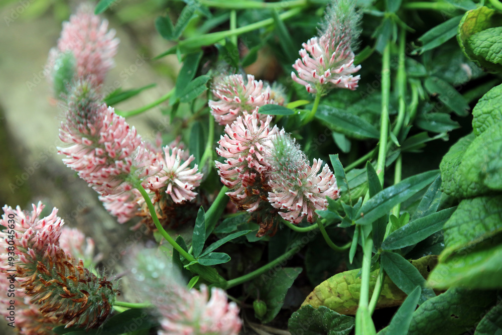 Macro image of Red Feather Clover blooms, Derbyshire England
Macro image of Red Feather Clover blooms, Derbyshire England