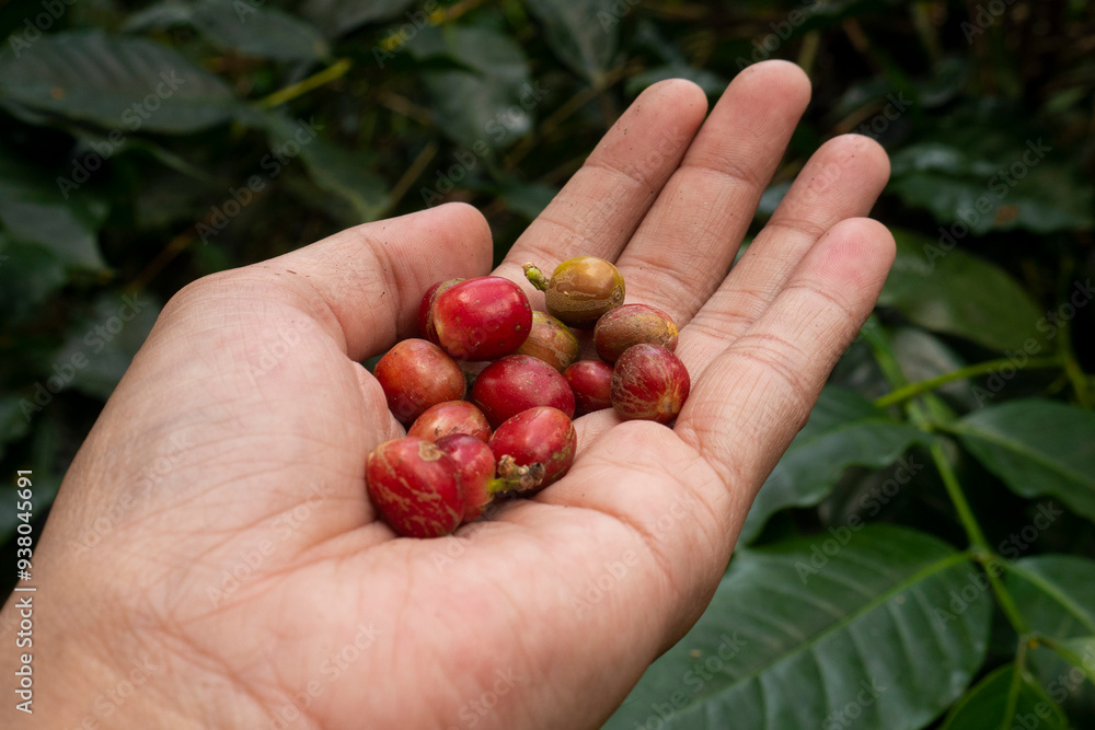 Hand holding raw coffee red bean In farm Hand holding raw coffee red bean In farm