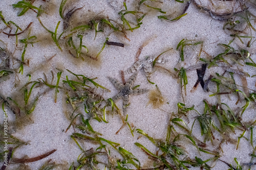 Obraz premium 砂浜の中の水の中にいたヒトデ