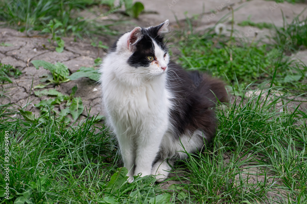 Black and white stray cat, Balti, Republic of Moldova, 2024-05-09 Black and white stray cat, Balti, Republic of Moldova, 2024-05-09