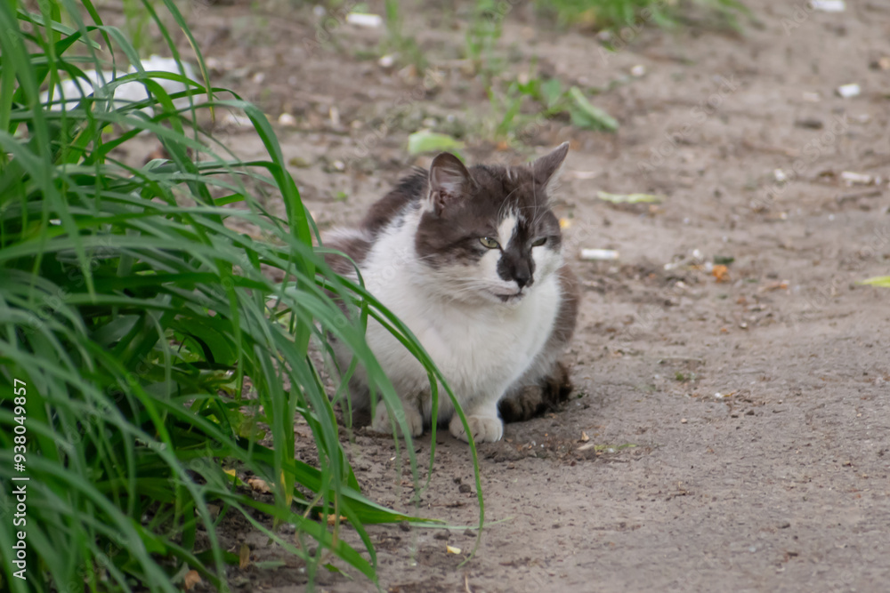 Grey stray cat, Balti, Republic of Moldova, 2024-05-11 Grey stray cat, Balti, Republic of Moldova, 2024-05-11