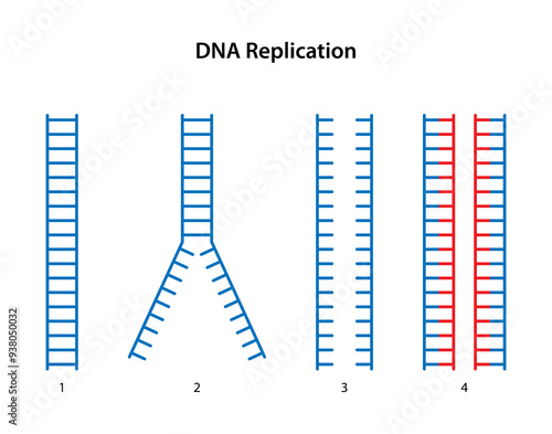 DNA replication: 1. Parental DNA.
2. Breakage of hydrogen bonds between DNA strands.
3. Two separated DNA strands.
4. Two daughter DNA.