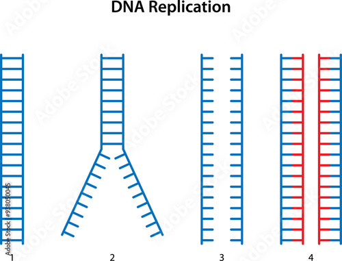 DNA replication: 1. Parental DNA.
2. Breakage of hydrogen bonds between DNA strands.
3. Two separated DNA strands.
4. Two daughter DNA.