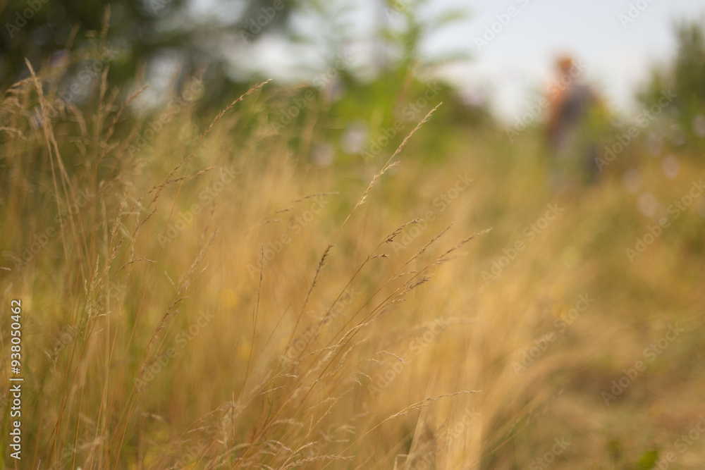 Fototapeta premium Summer Days in the Countryside