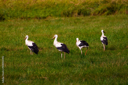 Before flying south, storks gather in large flocks in the fields. In the fields, storks gather strength for the long flight. 