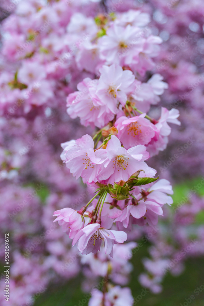 Selective focus of beautiful branches of pink Cherry blossoms on the tree, Beautiful Sakura flowers during spring season in the park, Flora pattern texture, Nature floral background. Selective focus of beautiful branches of pink Cherry blossoms on the tree, Beautiful Sakura flowers during spring season in the park, Flora pattern texture, Nature floral background.