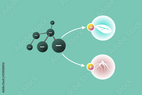 Humic acid applicationA diagram highlighting the movement of negatively charged particles toward positive sites on leaves and roots, illustrating humic acid and fertilizer absorption