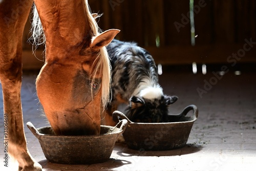 Gefährten. Schönes goldenes Pferd frisst neben schönem Hund aus Futternapf photo