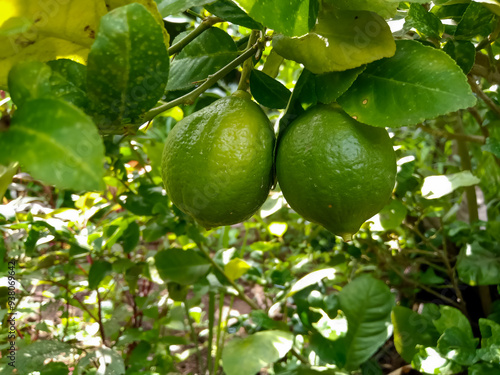 Organic green lemon on branch in Indian agriculture farm