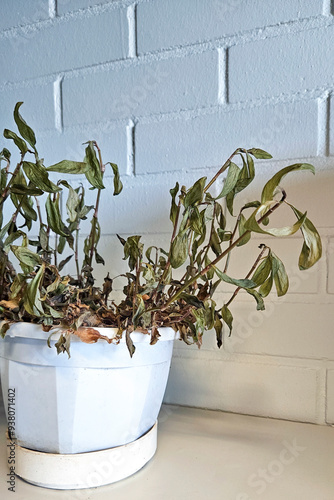 A dead and dried plant in the office. Withered foliage and brown leaves indicate poor plant care and atmosphere. photo