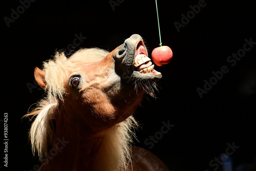 Ponyzirkus. Süßes Shetlandpony versucht in einen aufgehängten Apel zu beißen