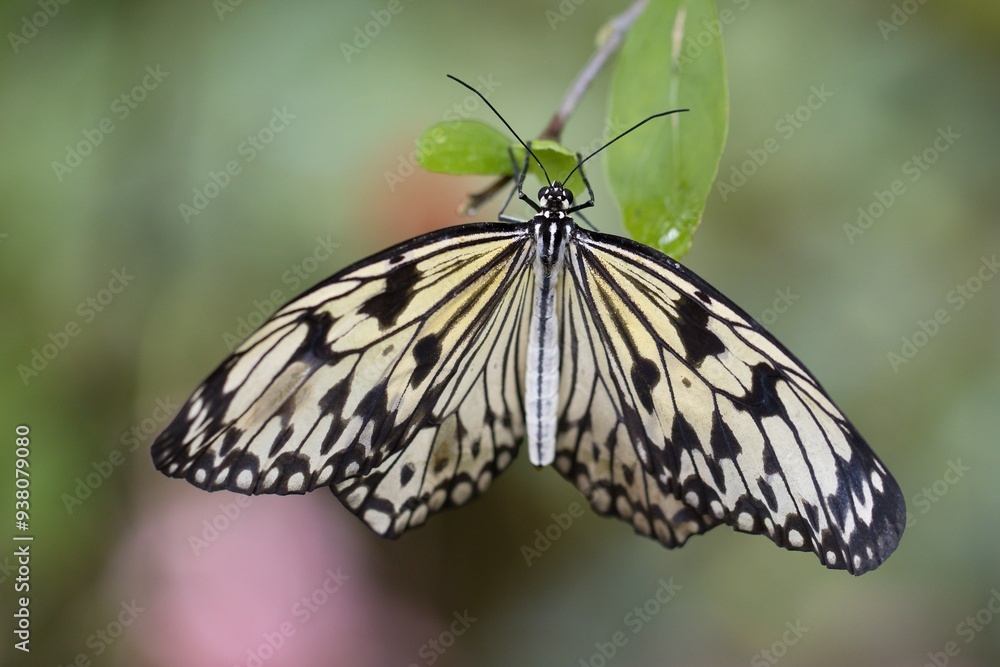 Naklejka premium Idea leuconoe