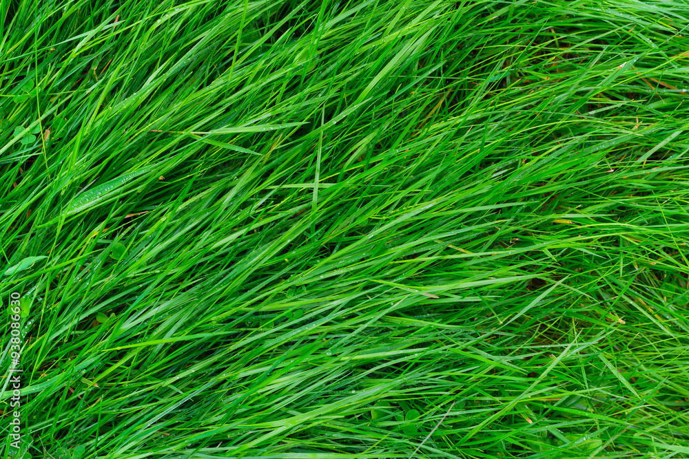 Fresh grass as background. Nature. Background and wallpaper in nature. Plant surface as texture. Fresh grass as background. Nature. Background and wallpaper in nature. Plant surface as texture.