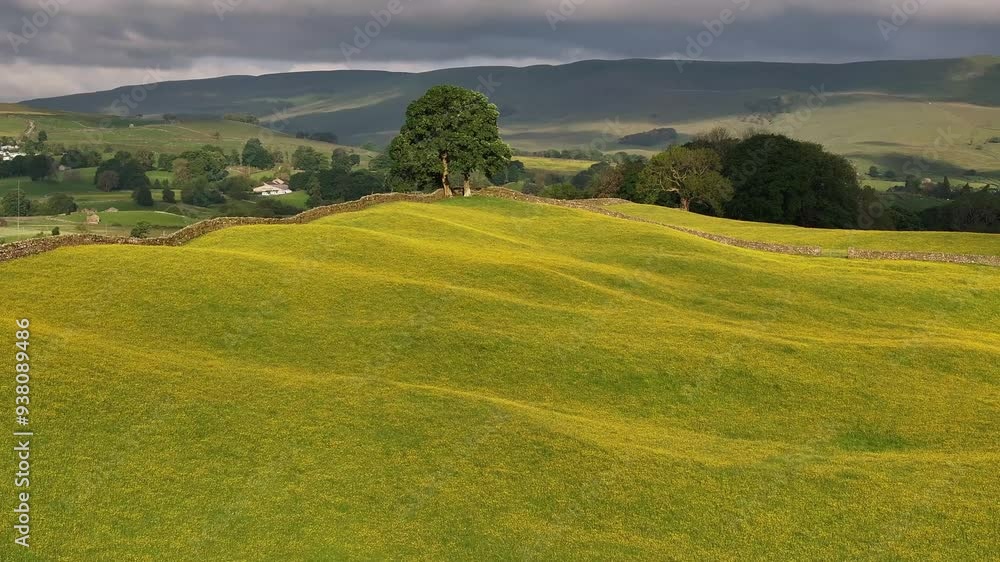 The serene rolling hills near Hawes showcase the natural contours and vibrant yellow wildflowers of Yorkshire Dales, UK, under a clear sky The serene rolling hills near Hawes showcase the natural contours and vibrant yellow wildflowers of Yorkshire Dales, UK, under a clear sky
