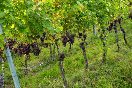 Reifende Weinreben am Weinstock photo